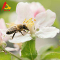 Reiner Polyflower Bienenhonig zu verkaufen